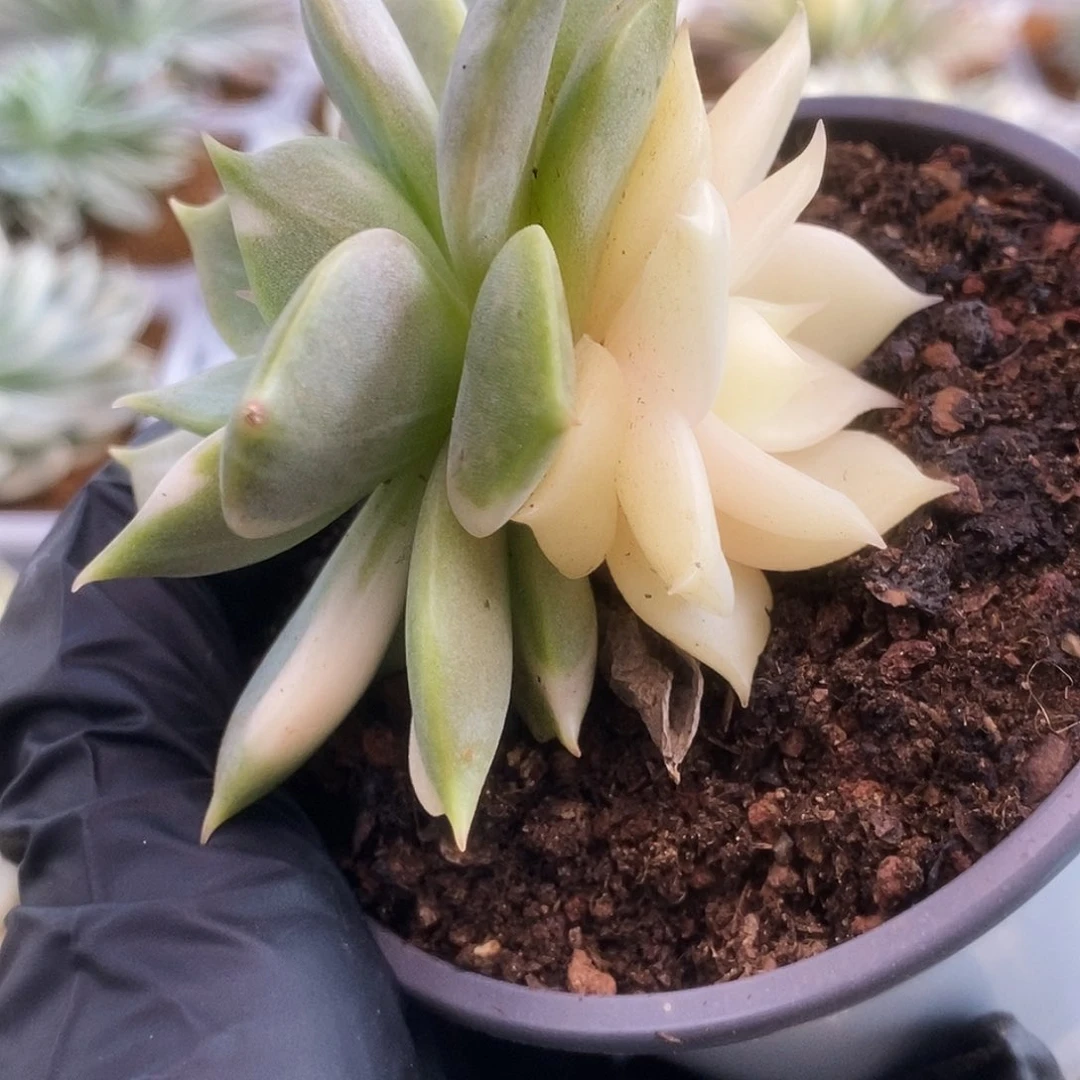 226贝加尔湖锦锦锦锦锦锦锦