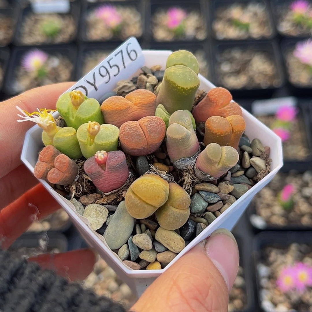 18包邮一物一拍磁铁9576