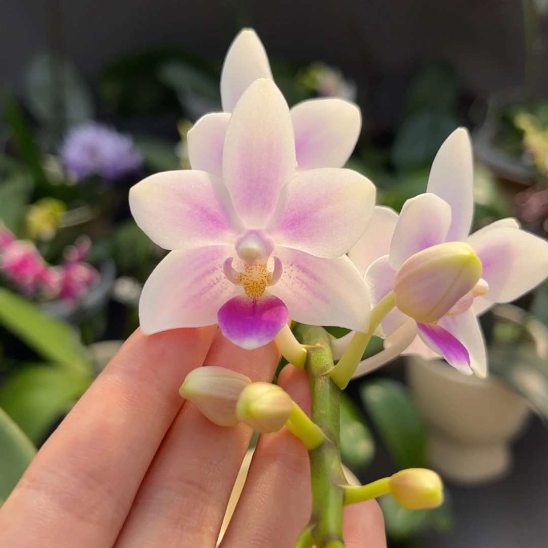 完全开放3.5寸雪花交eq开花株