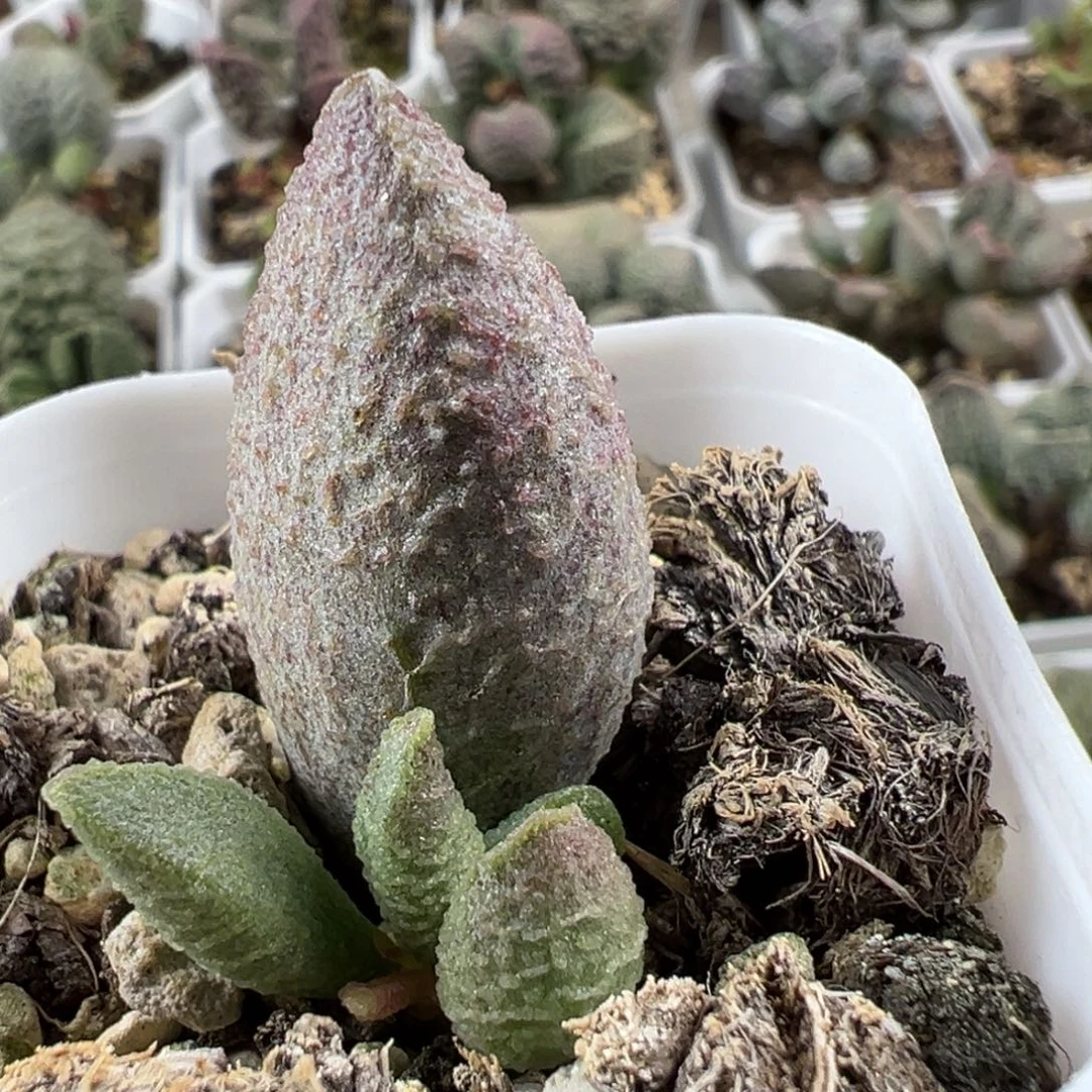 实生新品大苗多肉植物水泡
