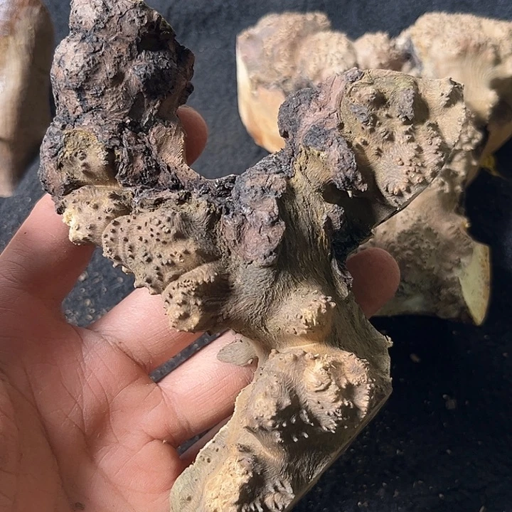 光***头香榧木我们的确是一个人的生活方式