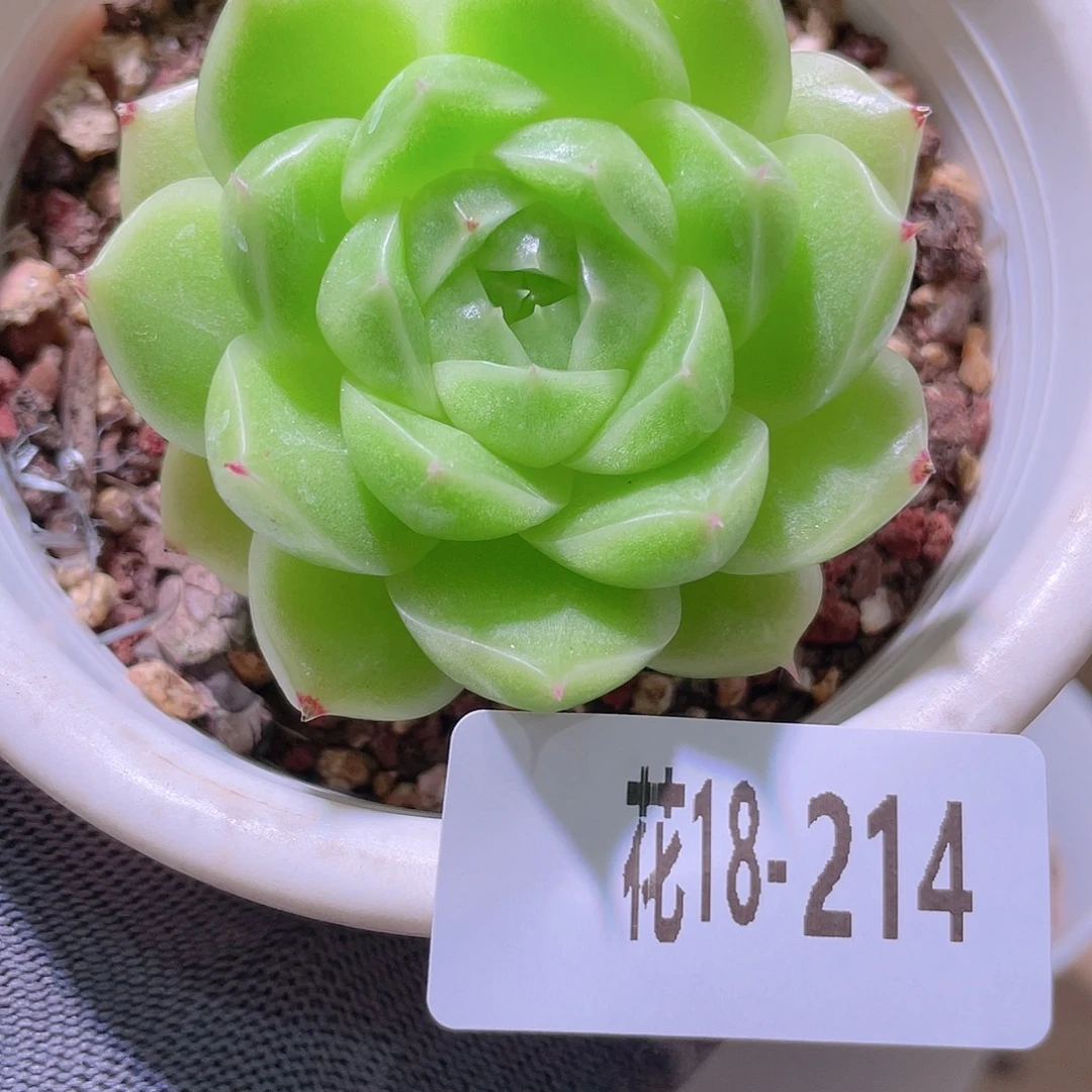 花利美18-214麦秆