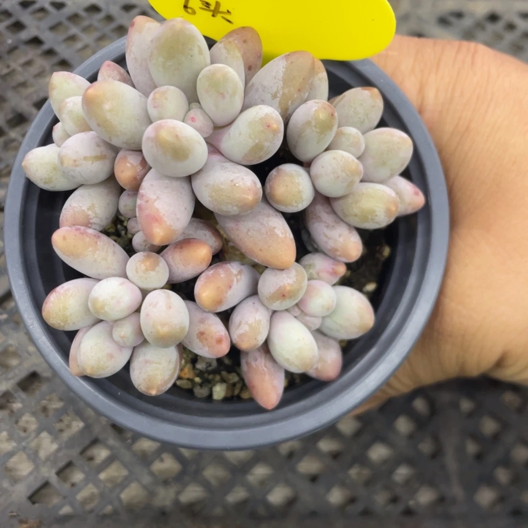 桃花奶酪朵朵缀六头