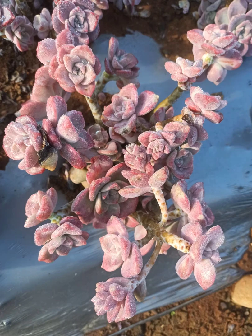 【丸叶紫乐小号】20公分起地栽丸叶紫乐精控多肉脱土