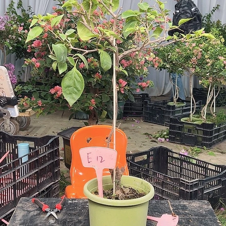 见***己大部分花苞少量开放E12棒棒糖一颗