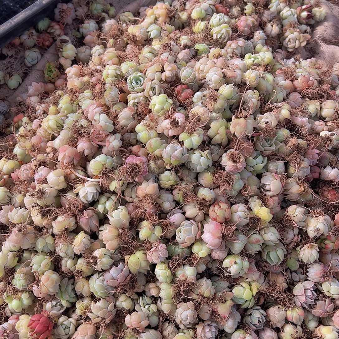 饭盒小苗保底30颗量拍