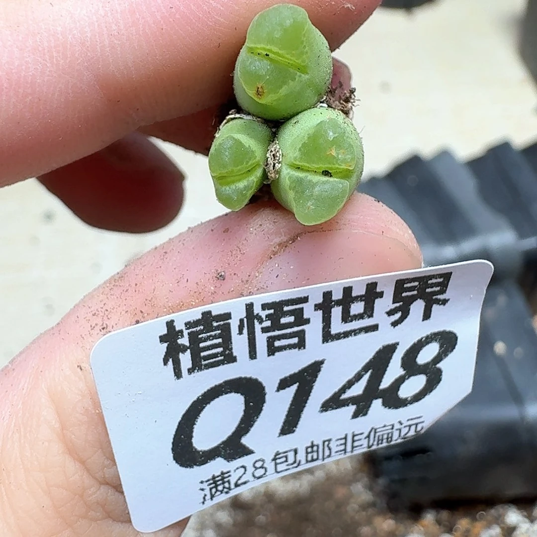 肉肉植物的润泽的gh