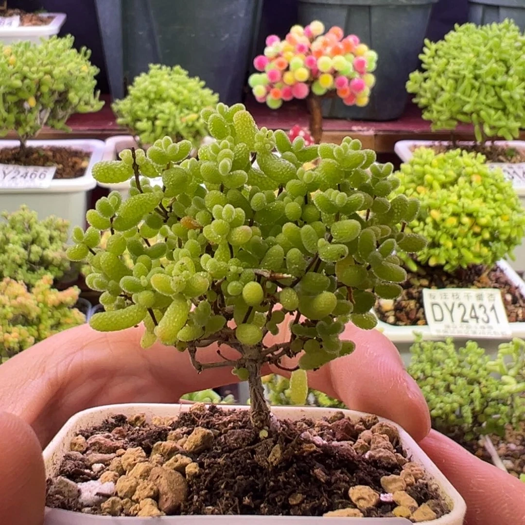 2475蜜橘糖球 5.5cm盆