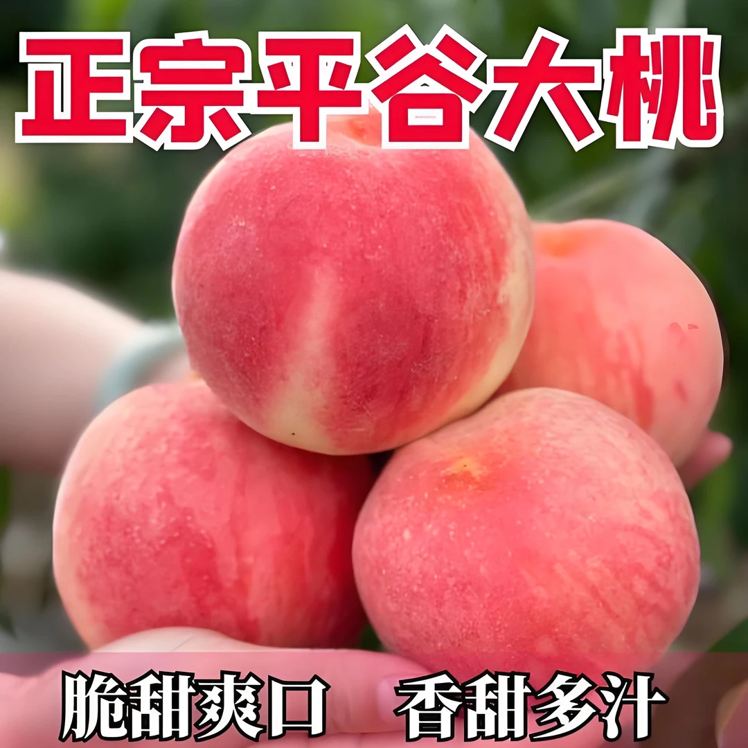平谷大桃头茬久保大桃熟了 新鲜桃子 又脆又甜 脆的 现摘现发北京市