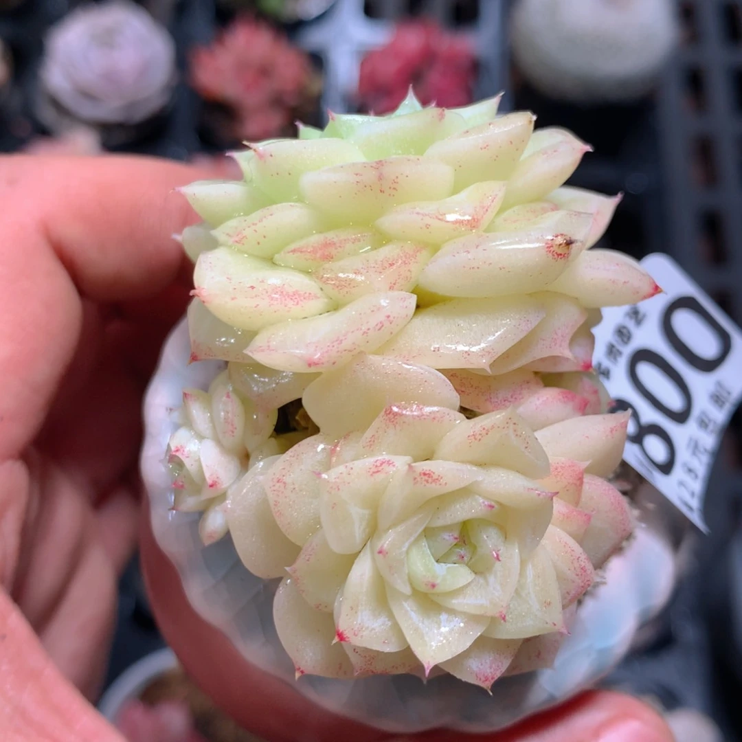 5CM拇指盆精控多肉YW800