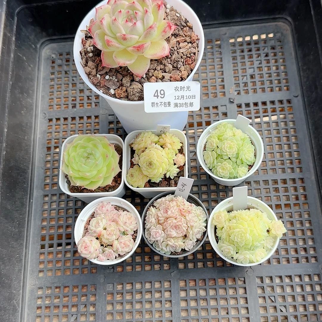 1210-49（打包7颗）专拍