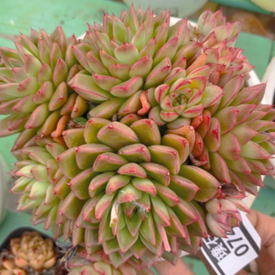 【闪购商品】梦幻女王0749