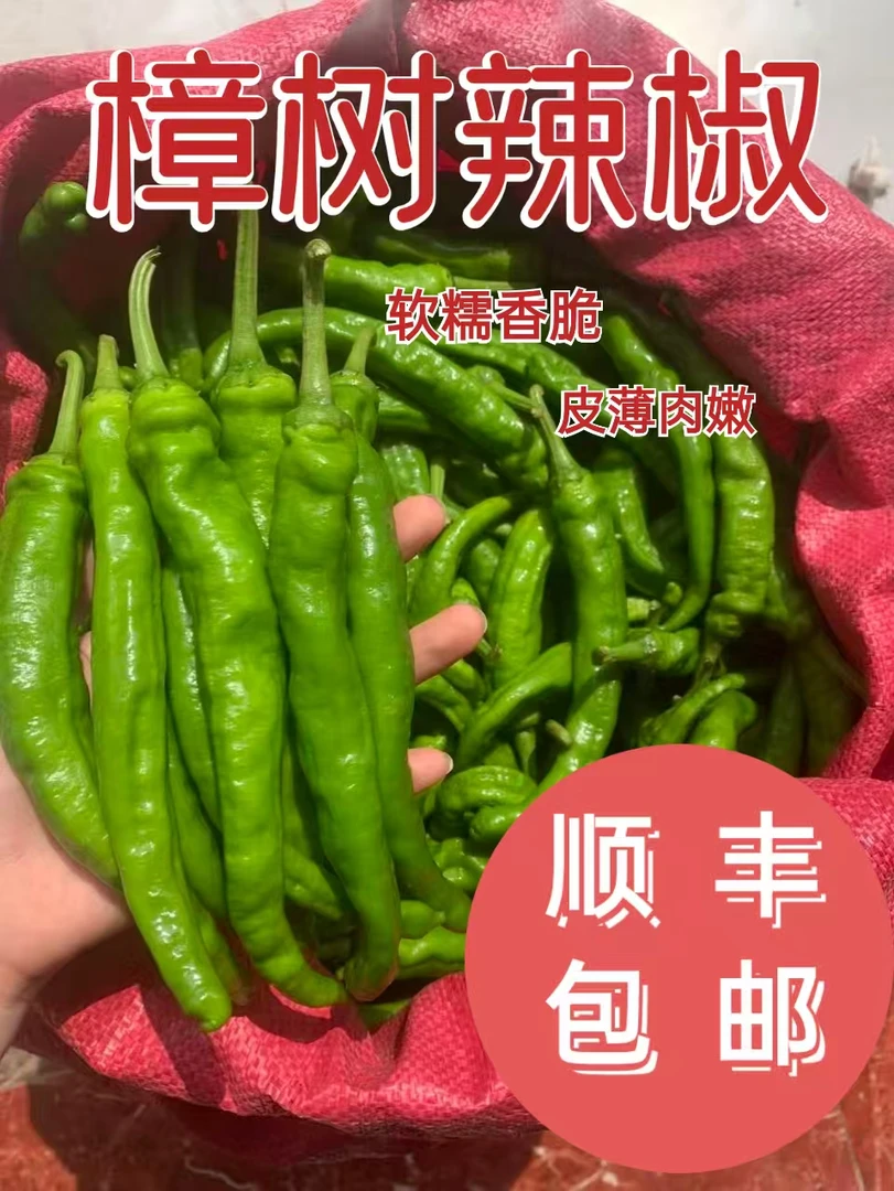 湖南樟树薄皮小青椒新鲜美味辣椒酱虎皮青椒都可现摘现发到家