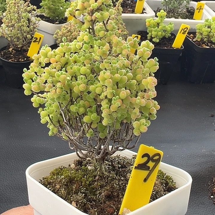 29号小树形彩色蜜橘