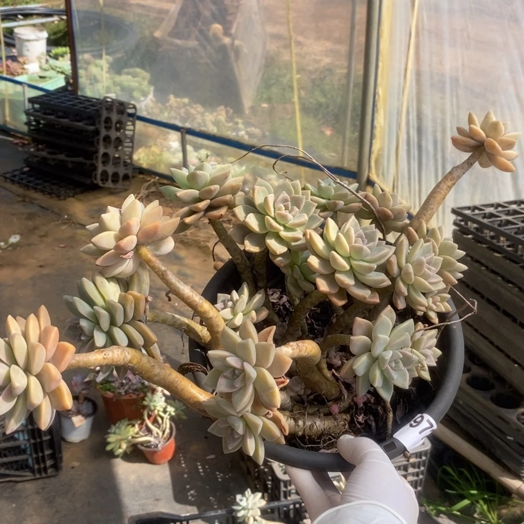 9725淡雪老桩一物一拍