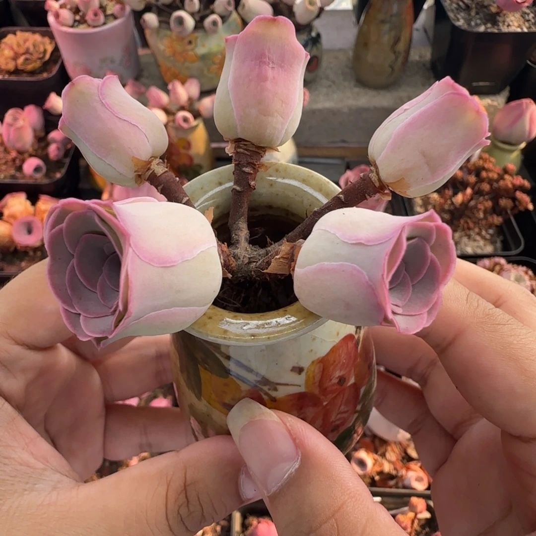 L248半城玫瑰造型桩不含盆
