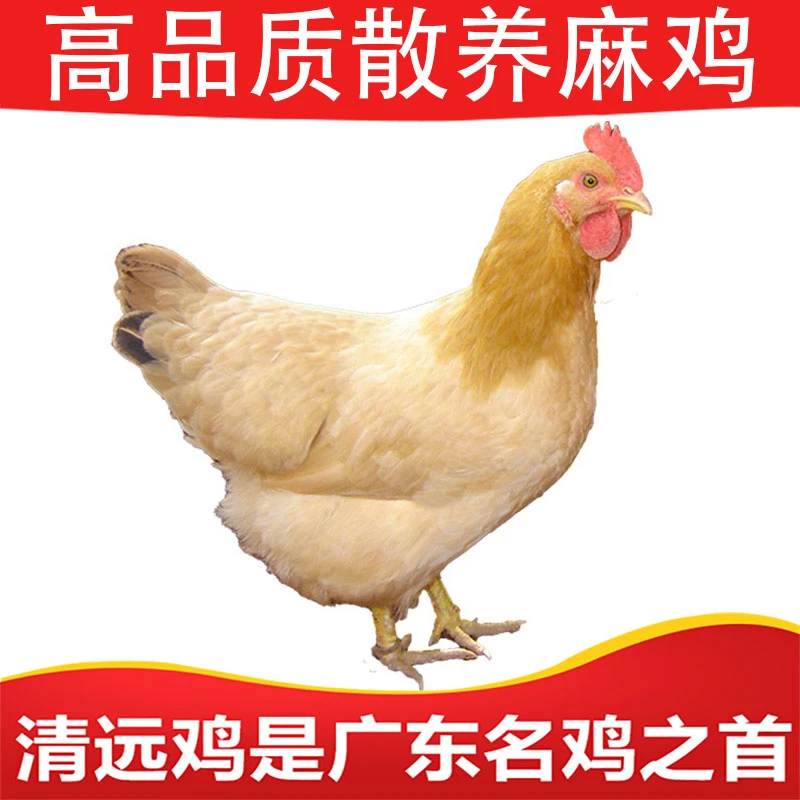 广宁山地放养180天麻鸡