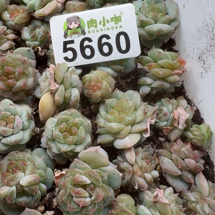 修****?多肉植物多肉植物