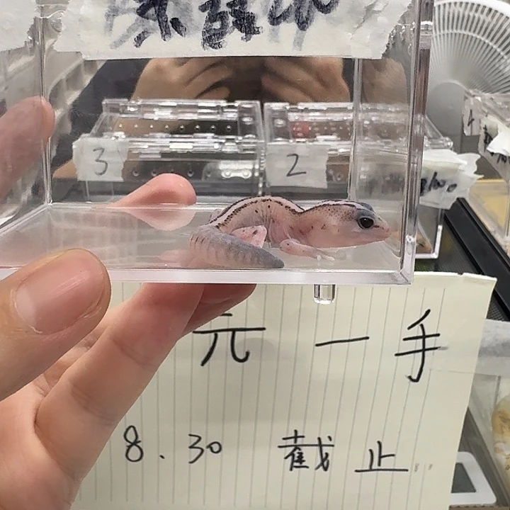 肥尾守宫好那你快回归