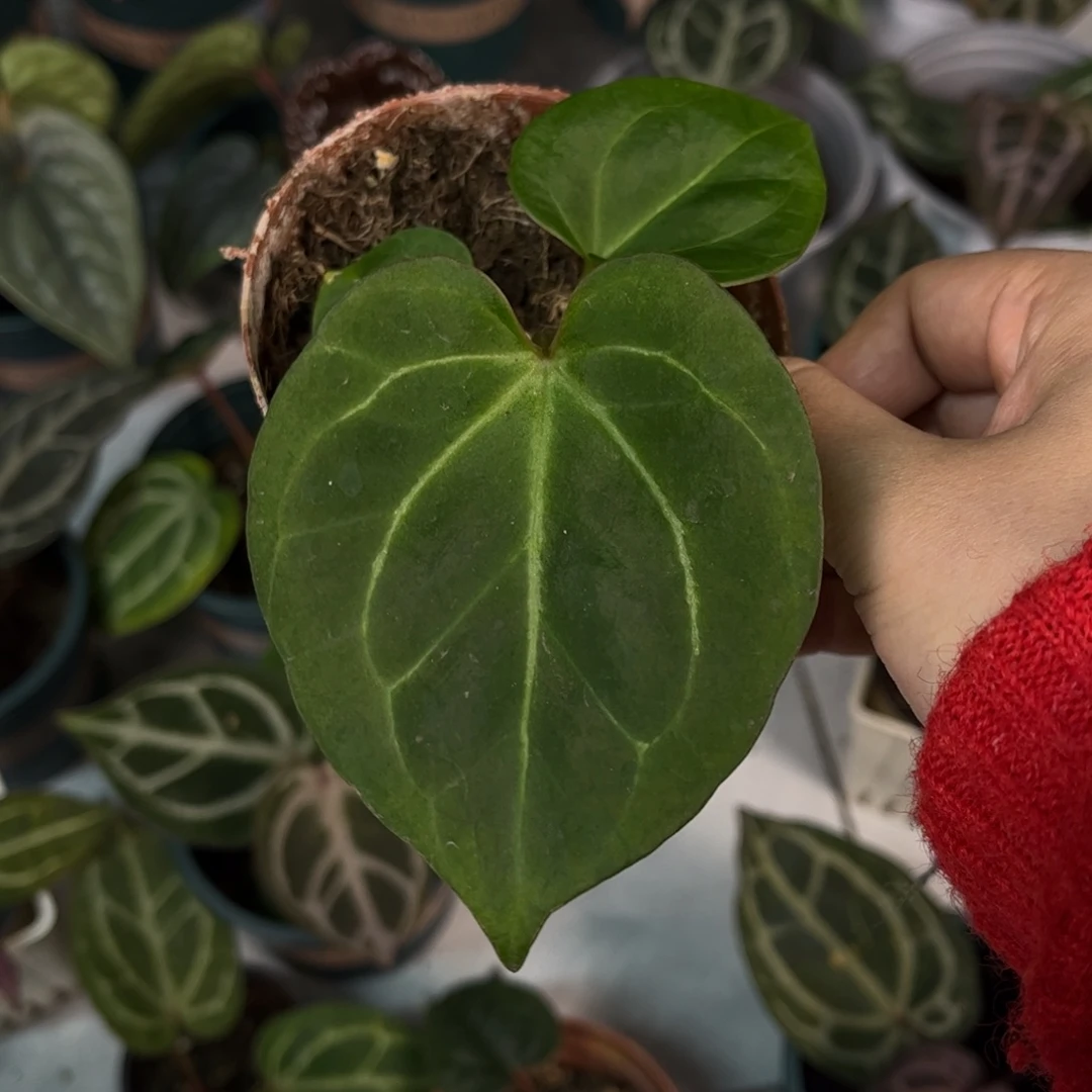 无花朵hu家kos（3698）