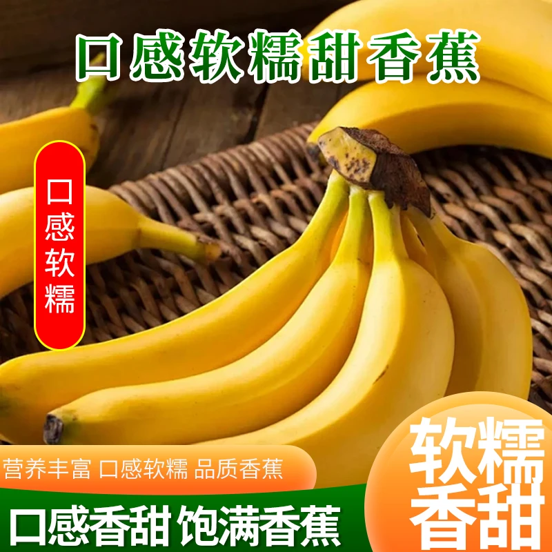 西双版纳高山甜香蕉5/9斤新鲜香甜软糯高山香蕉场地直销