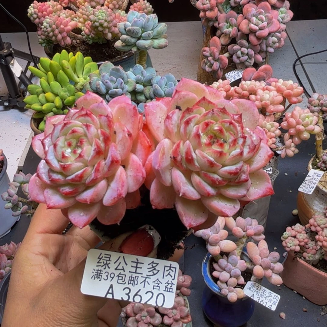 天鹅绒3620/8cm多肉
