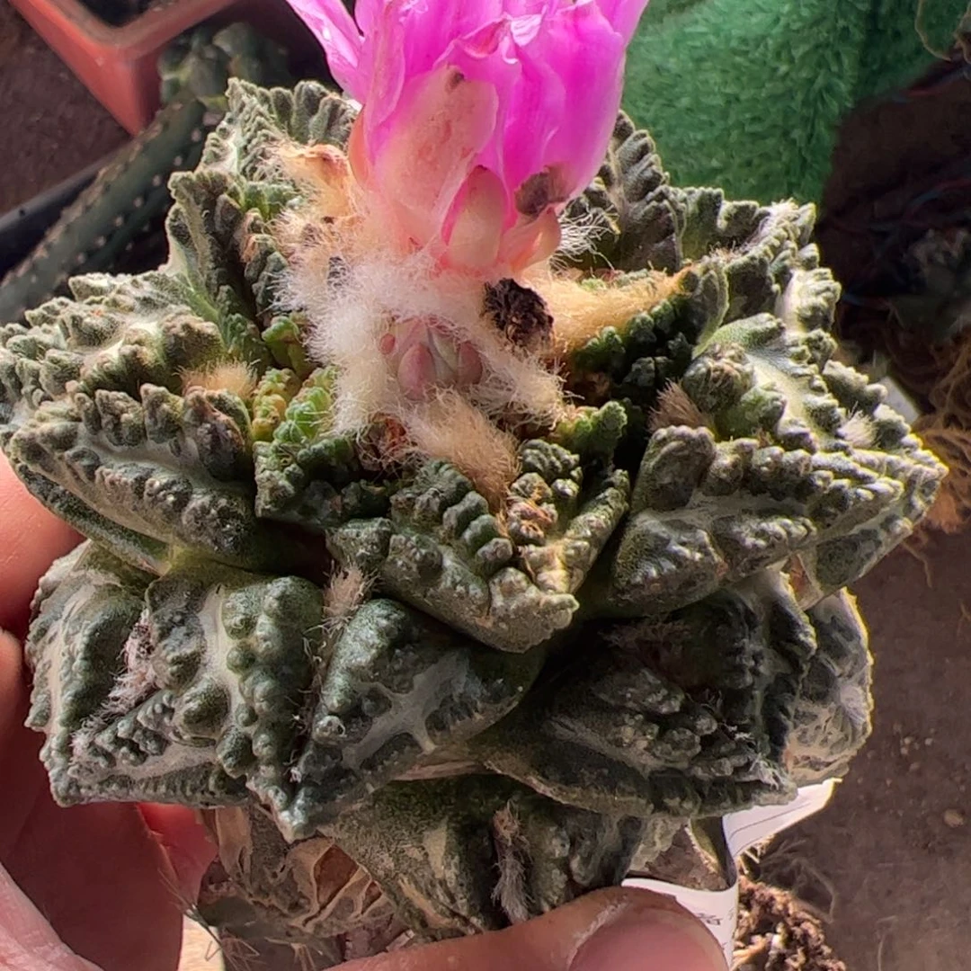 龟甲牡丹仙人球727