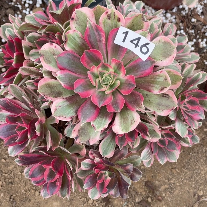 无花朵146多肉植物男神