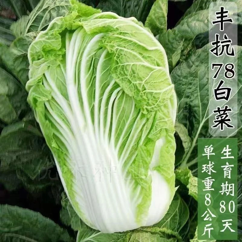 丰抗78白菜种子包心大白菜籽早熟抗热耐寒卷心菜籽易高品质栽培