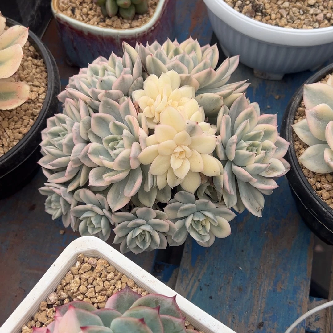 无花朵锦群，，，，，，，，，，，，，，，