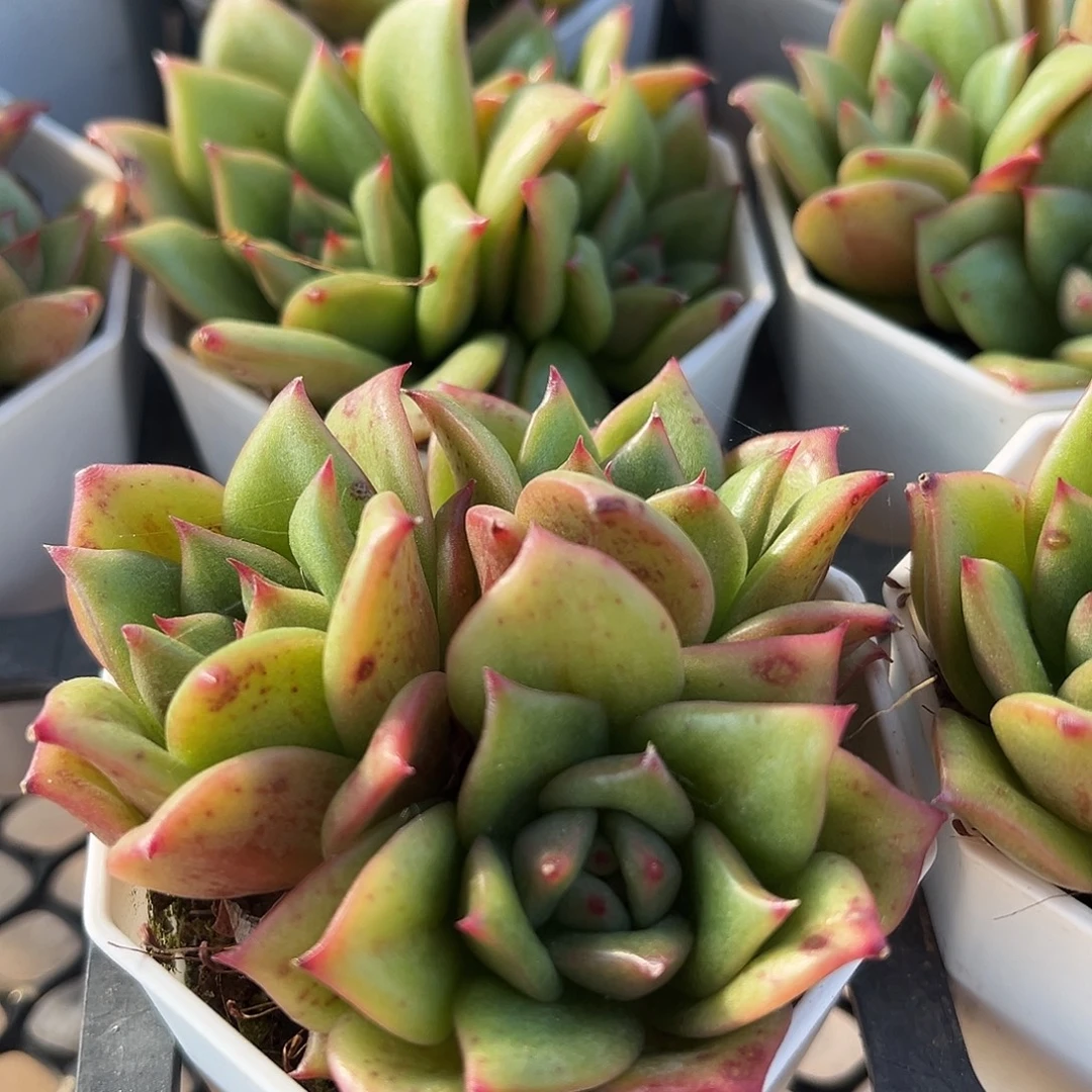 多头蔷薇满12包邮