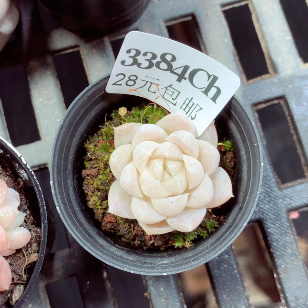 5厘米盆精控多肉3384