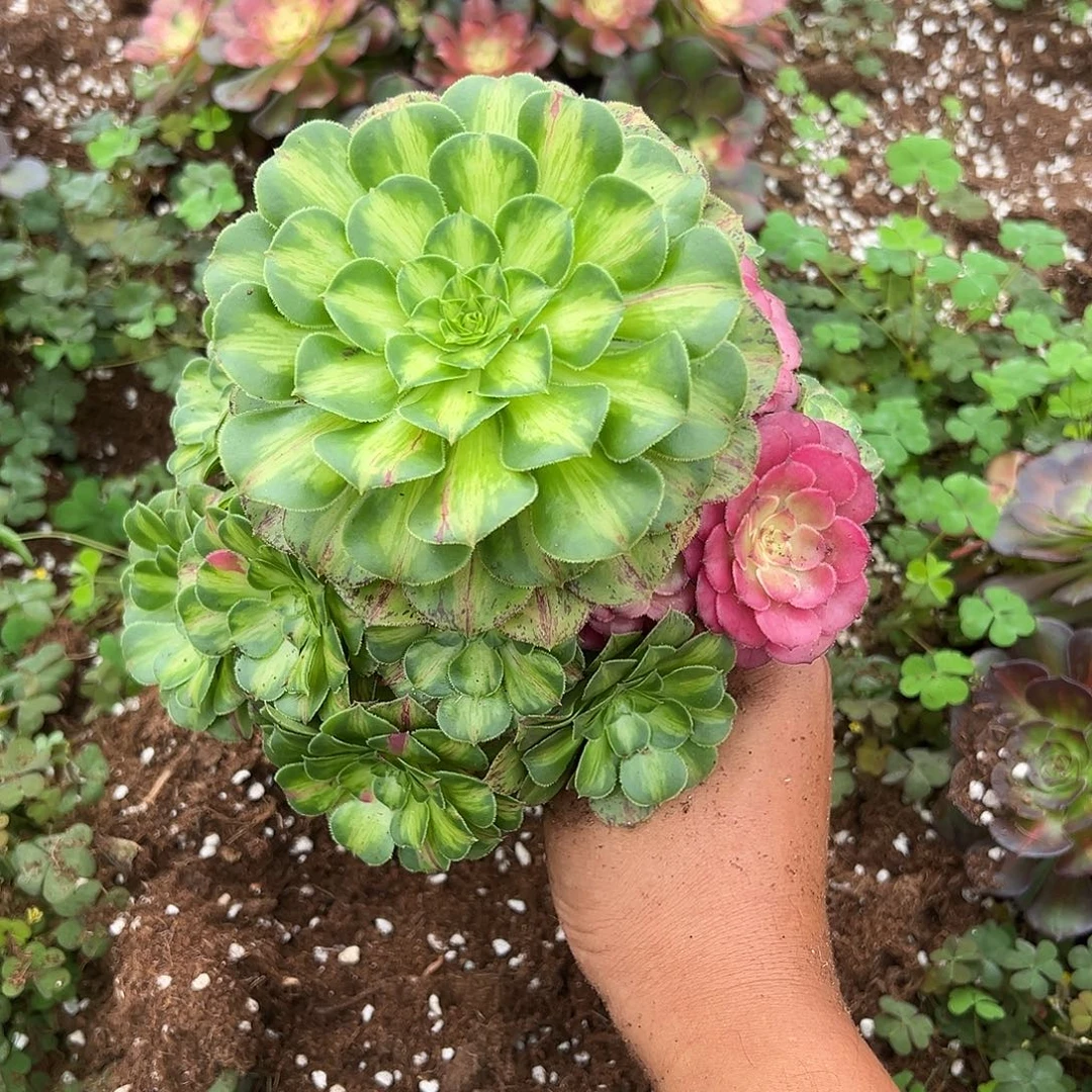 M***程精品多肉植物知否