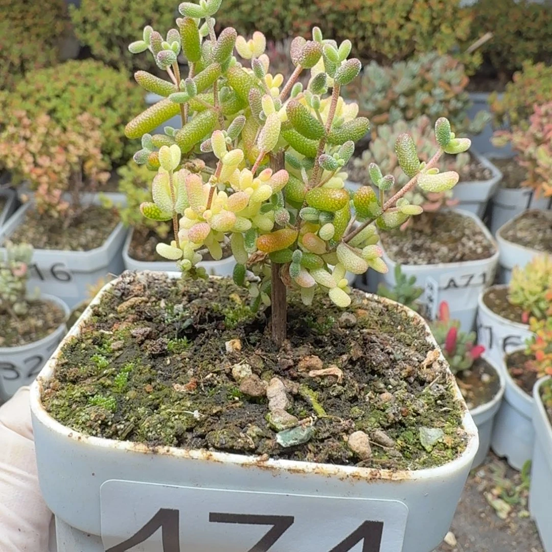 474米粒阴阳拉丝锦