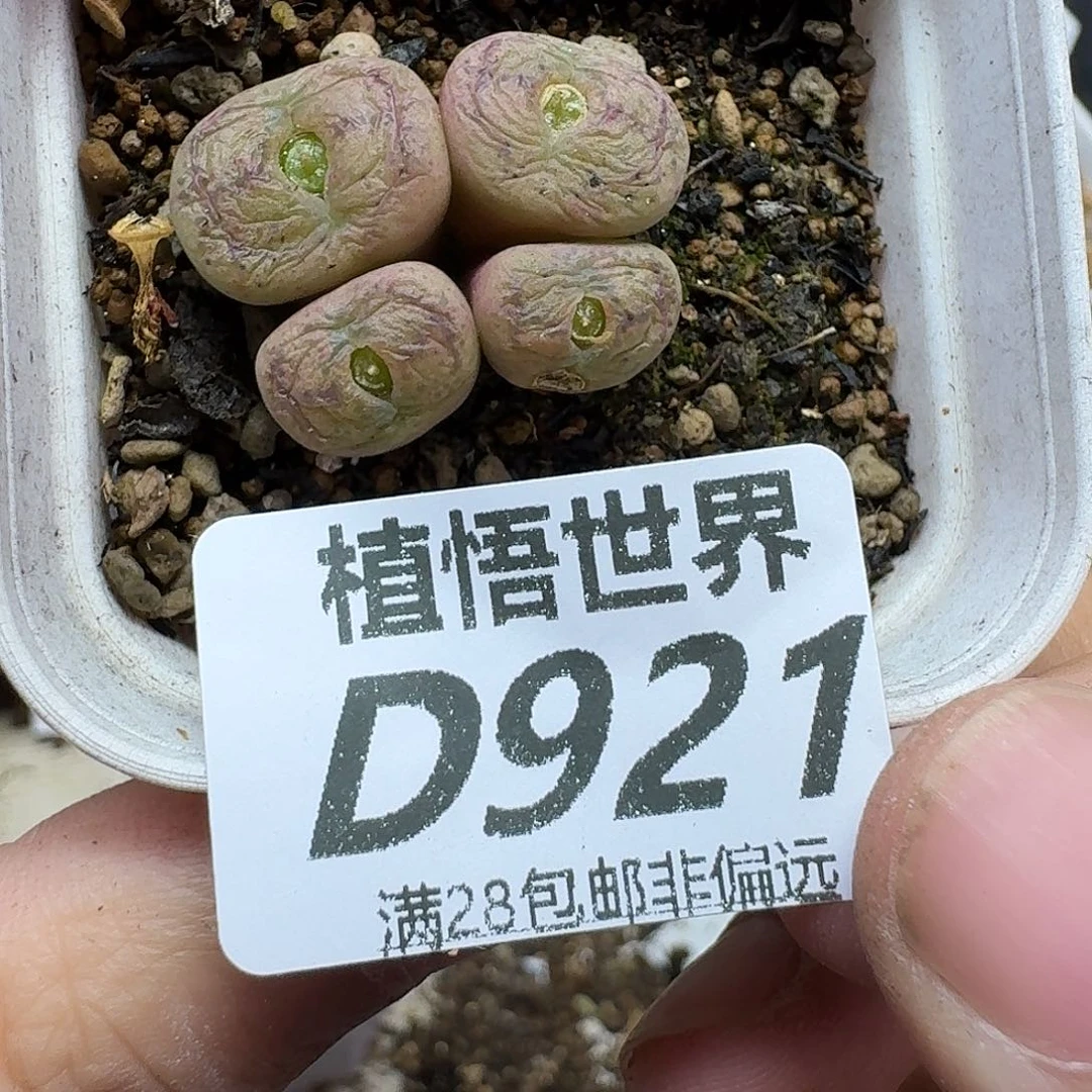 的植物的人生fghhj