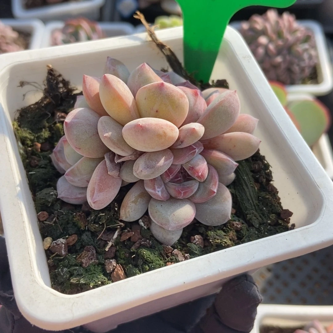 998石榴籽多肉植物保护