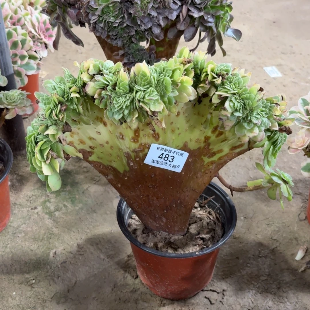 483万圣节缀化多肉植物