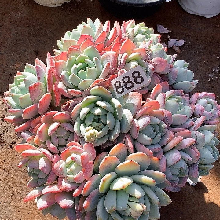 888冷香一物一拍多肉