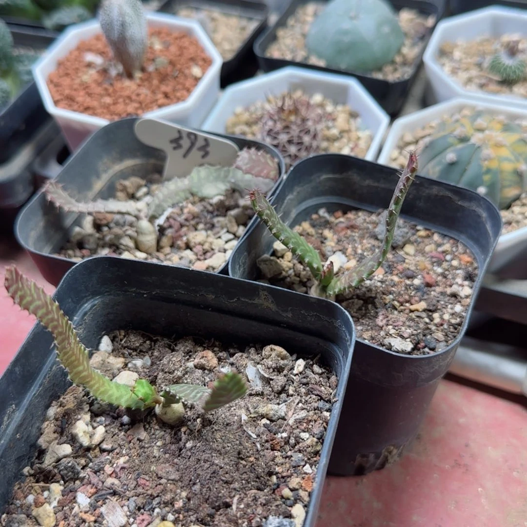 张*，实生子播飞龙多肉3颗多肉