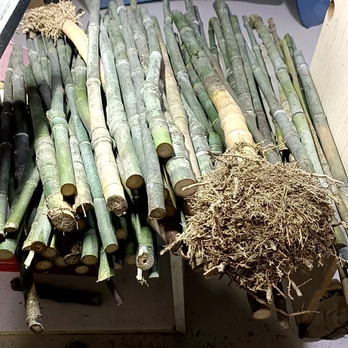 实心竹练手料练手料