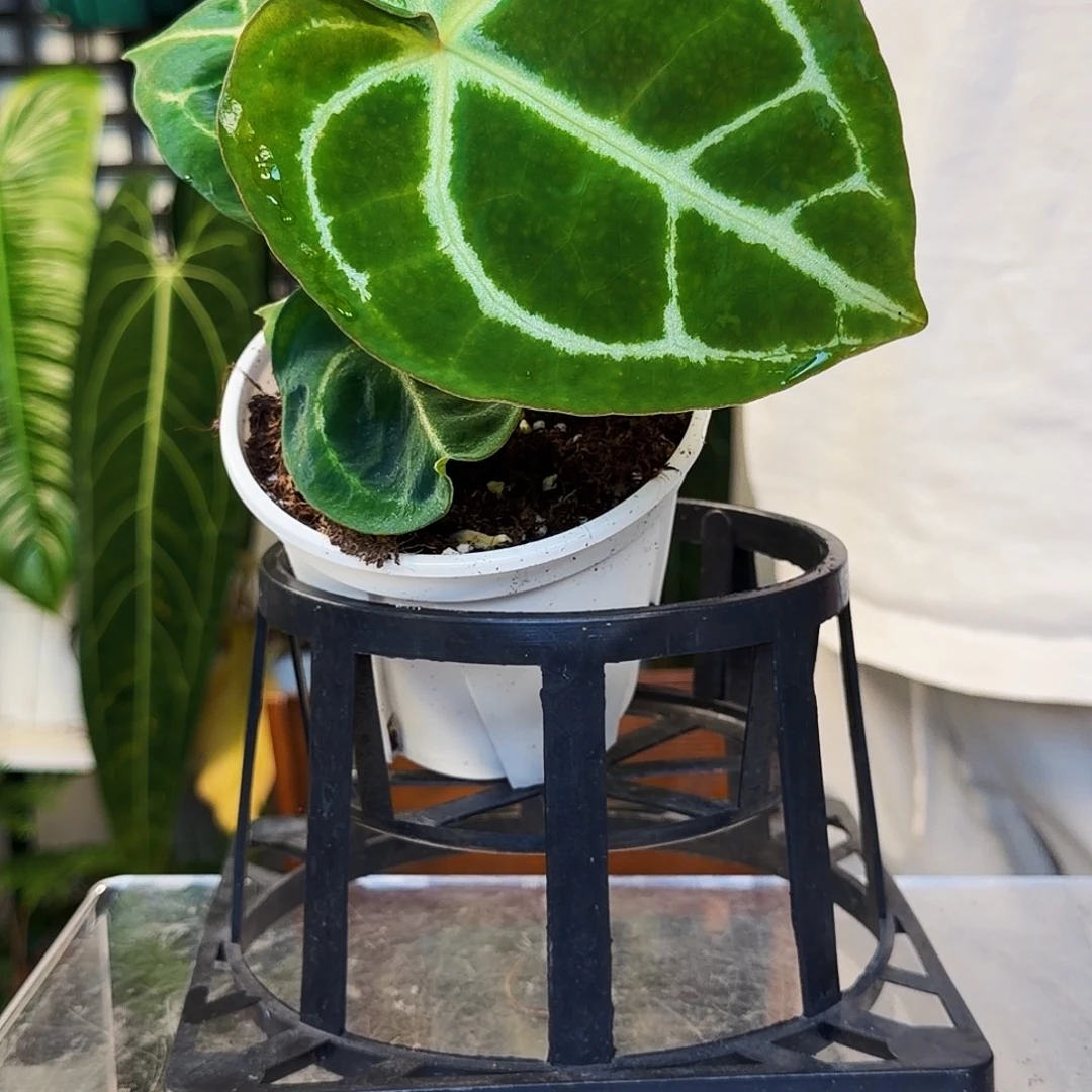 不开花植物E175 粗脉泡泡