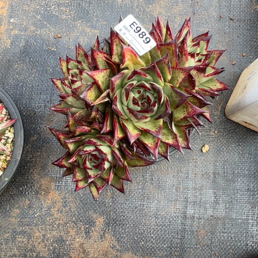 无花朵若如东云单拍E989