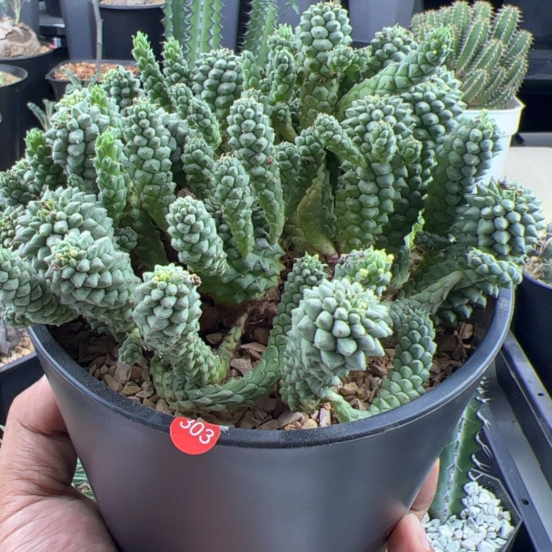 九头龙大戟一物一拍脱土发