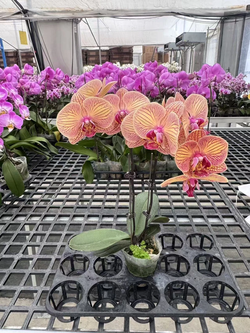 蝴蝶兰【小安童双】鲜花盆栽室内观赏花花佛山基地直发好养易活