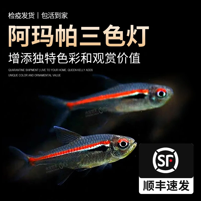 阿玛帕三色灯鱼观赏小鱼活体高端小型灯科鱼南美热带鱼灯鱼群游
