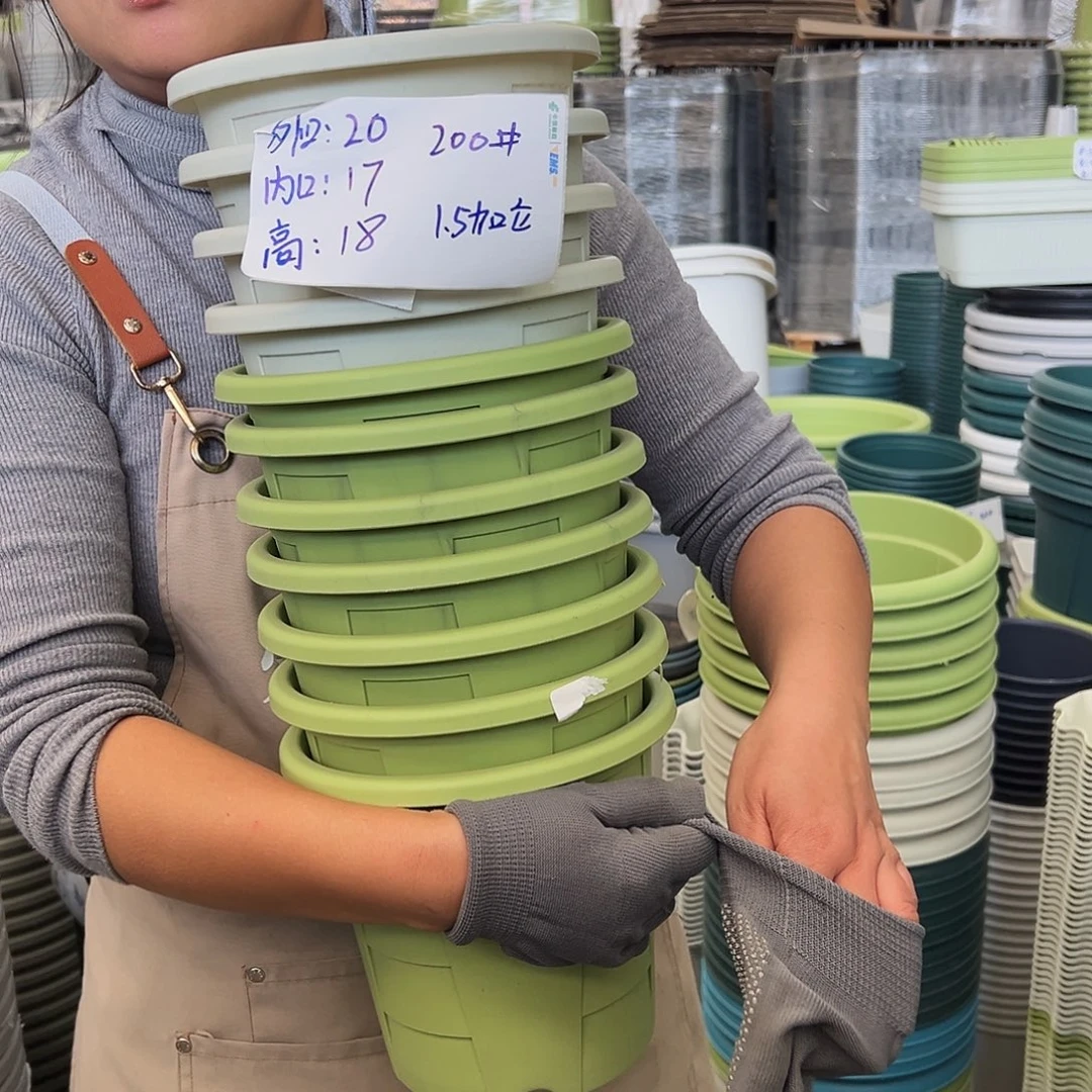 玫瑰200#米白色5个无托