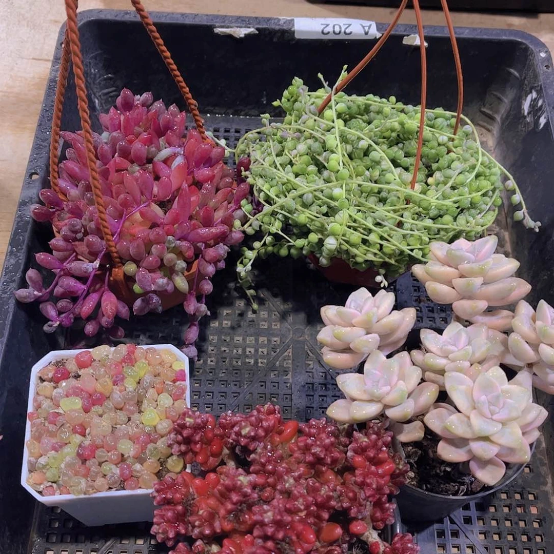 多肉166多肉植物