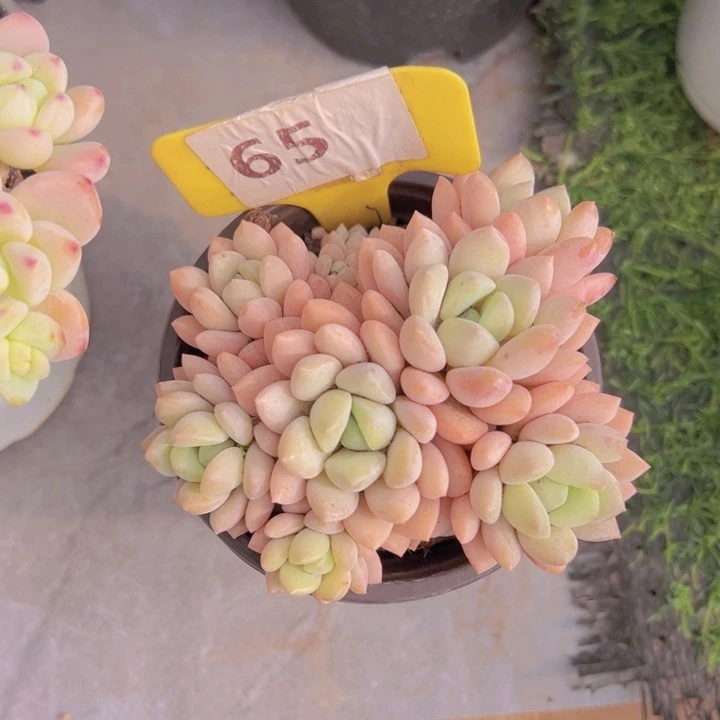 健健康康平平安安