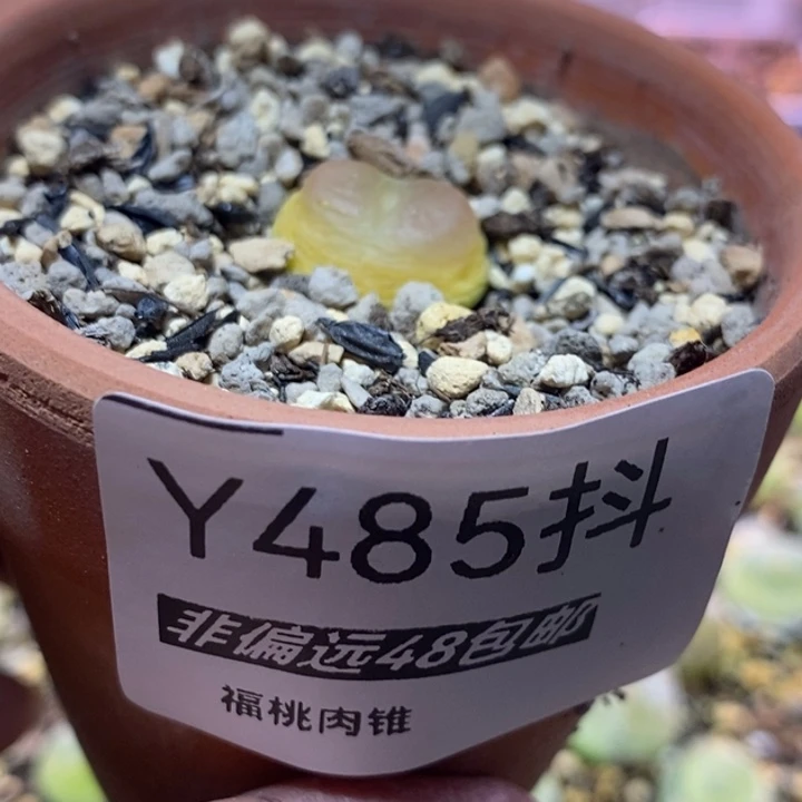 多肉一物一拍拉登1.6厘米左右