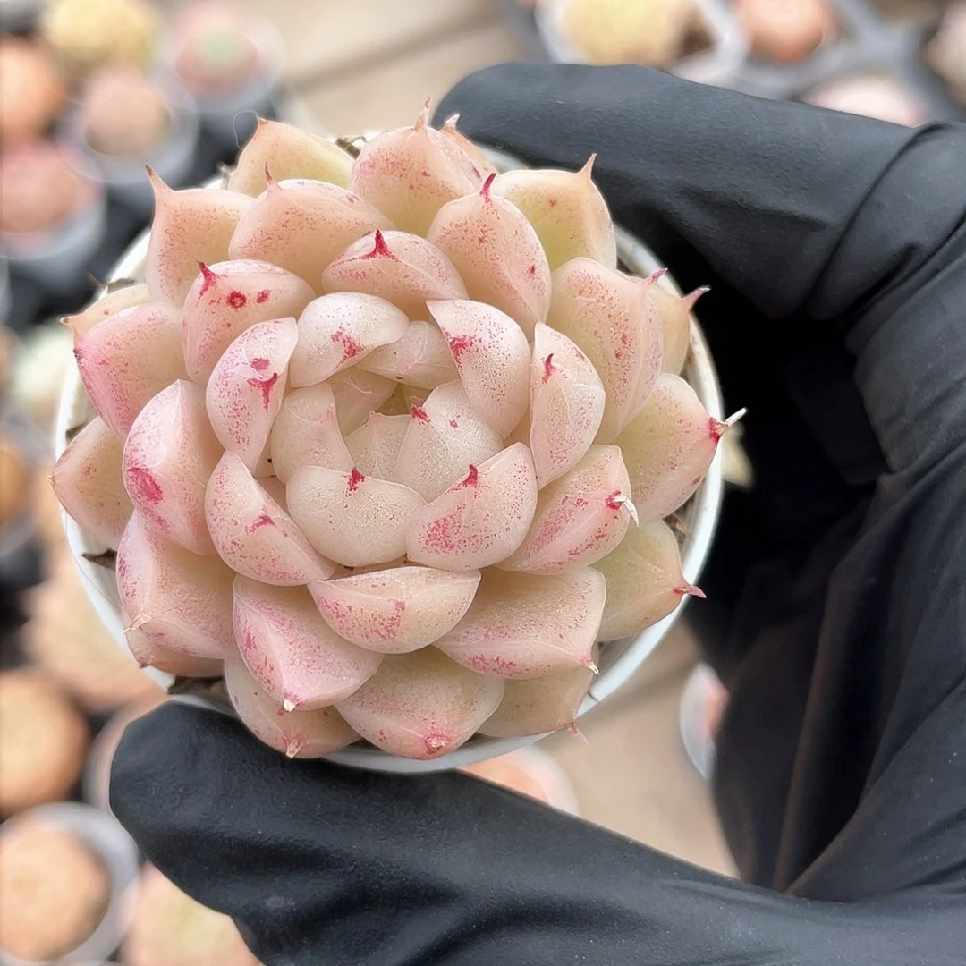 优选麦秆精品9051